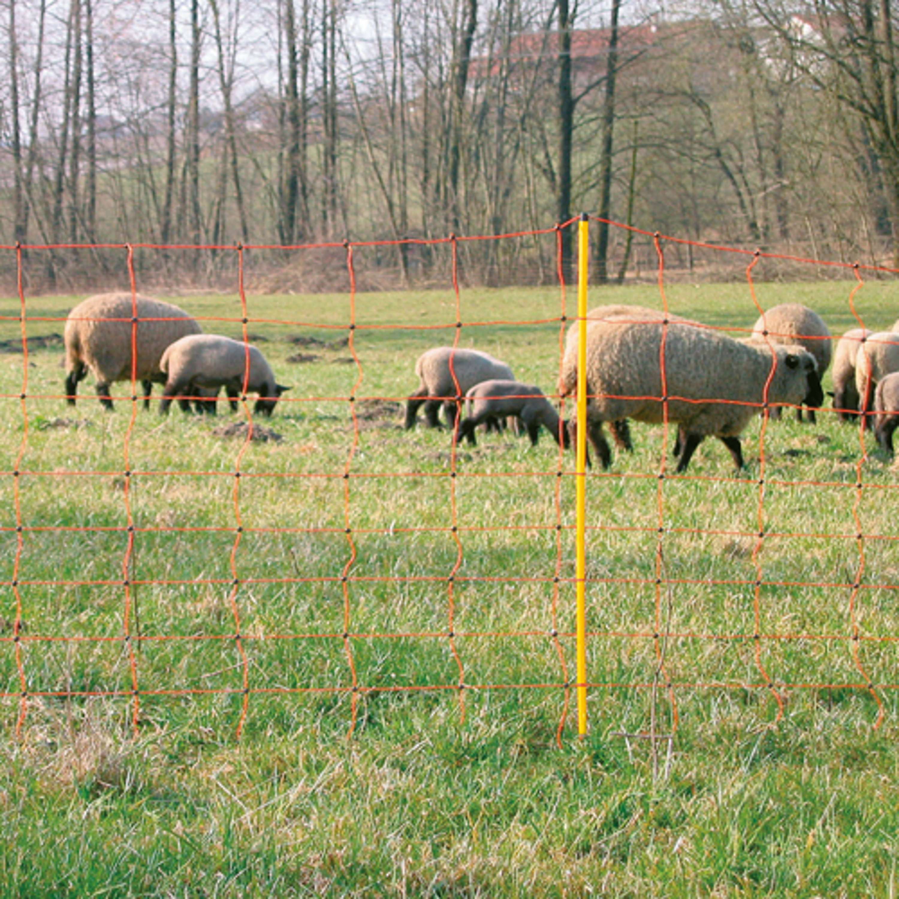 Miniatuur 7