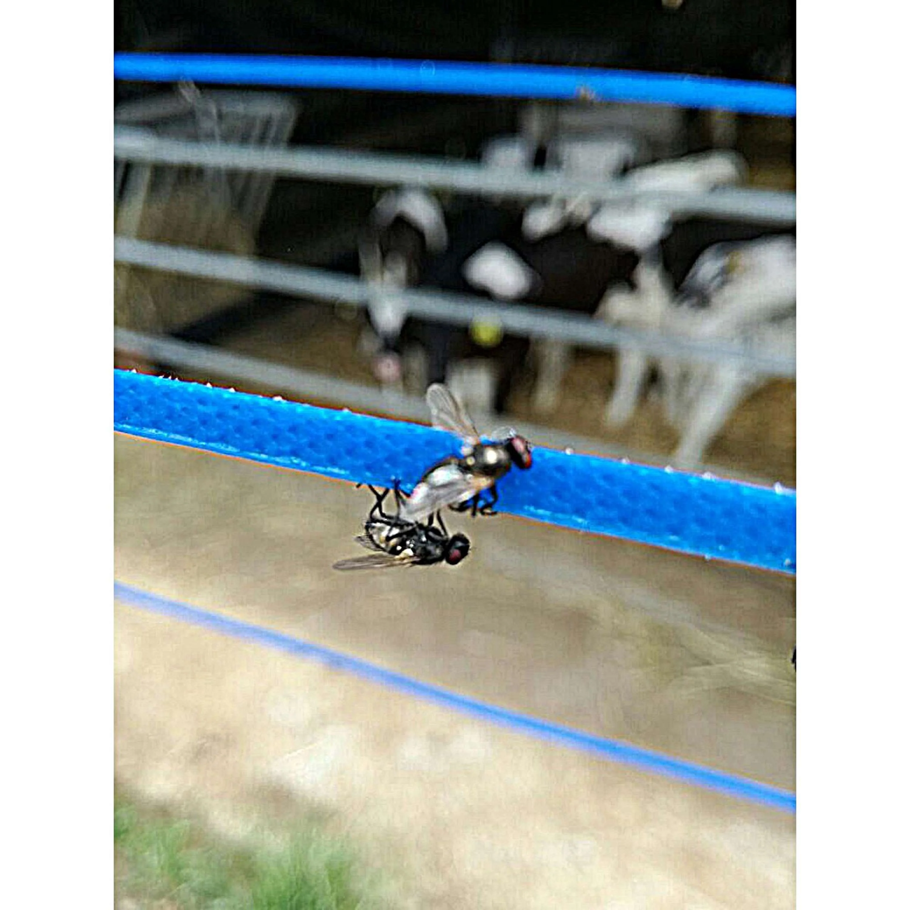 Miniatuur 6